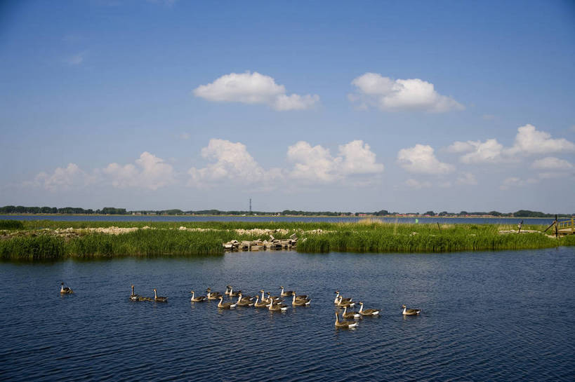 横图,彩色,室外,白天,旅游,度假,草地,草坪,湖,湖泊,名胜古迹,植物,标志建筑,地标,建筑,中国,亚洲,遗迹,民俗,鸭,图片,古迹,文物,娱乐,建设,古建筑,草,绿色,自然,动物,享受,休闲,旅游胜地,景色,放松,摄影,美好,自然风光,野鸭,濒危动物,古文明,东亚,黑龙江,中华人民共和国,齐齐哈尔,保护区,旅行,扎龙自然保护区,草甸,bj174