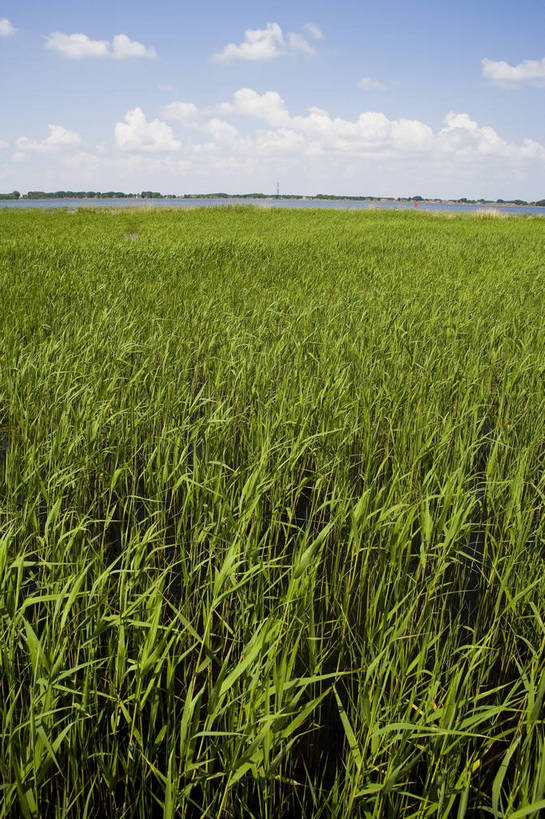 竖图,彩色,室外,白天,旅游,度假,草地,草坪,湖,湖泊,名胜古迹,植物,标志建筑,地标,建筑,中国,亚洲,遗迹,民俗,图片,古迹,文物,娱乐,建设,古建筑,草,绿色,自然,享受,休闲,旅游胜地,景色,放松,竖,摄影,矗立,美好,自然风光,耸立,古文明,东亚,黑龙江,中华人民共和国,挺立,齐齐哈尔,保护区,旅行,扎龙自然保护区,草甸,bj174