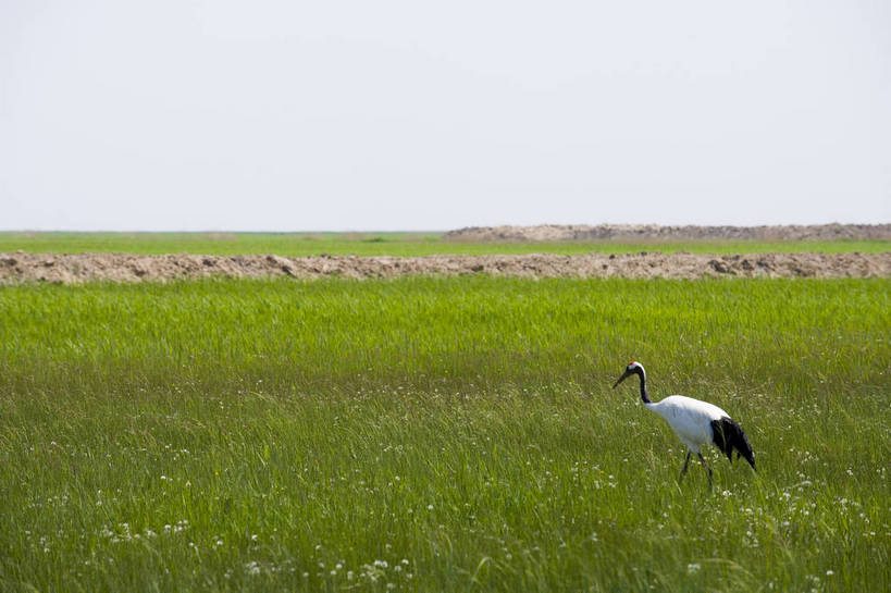横图,彩色,室外,白天,旅游,度假,草地,草坪,湖,湖泊,名胜古迹,植物,标志建筑,地标,建筑,丹顶鹤,中国,亚洲,遗迹,民俗,鹤,图片,古迹,文物,娱乐,建设,古建筑,草,绿色,自然,动物,享受,休闲,旅游胜地,景色,放松,摄影,美好,自然风光,濒危动物,古文明,东亚,黑龙江,中华人民共和国,齐齐哈尔,保护区,旅行,扎龙自然保护区,草甸,bj174