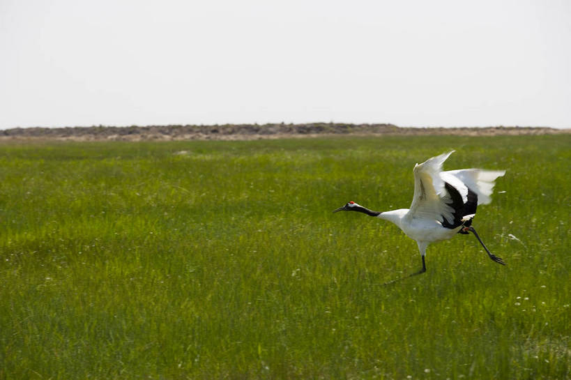 横图,彩色,室外,白天,旅游,度假,草地,草坪,湖,湖泊,名胜古迹,植物,标志建筑,地标,建筑,丹顶鹤,中国,亚洲,遗迹,民俗,鹤,图片,古迹,文物,娱乐,建设,古建筑,草,绿色,自然,动物,享受,休闲,旅游胜地,景色,放松,摄影,美好,自然风光,濒危动物,古文明,东亚,黑龙江,中华人民共和国,齐齐哈尔,保护区,旅行,扎龙自然保护区,草甸,bj174