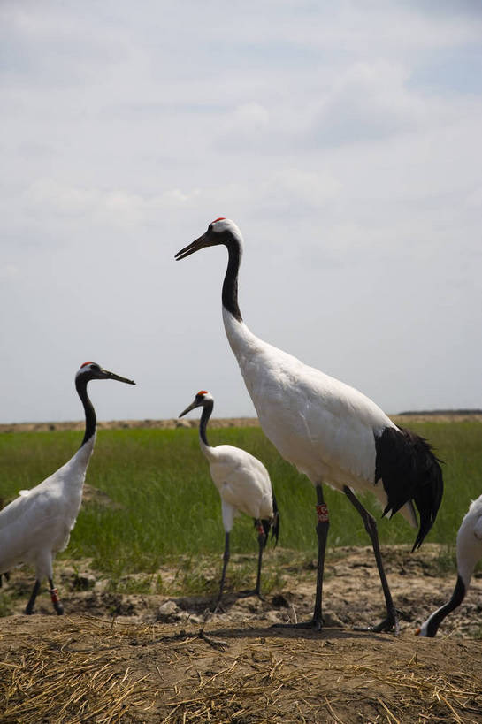 竖图,彩色,室外,特写,白天,旅游,度假,草地,草坪,名胜古迹,植物,标志建筑,地标,建筑,丹顶鹤,中国,亚洲,遗迹,民俗,鹤,图片,古迹,文物,娱乐,建设,古建筑,草,绿色,自然,动物,享受,休闲,旅游胜地,景色,放松,竖,摄影,矗立,美好,自然风光,耸立,濒危动物,古文明,东亚,黑龙江,中华人民共和国,挺立,齐齐哈尔,保护区,旅行,扎龙自然保护区,草甸,bj174