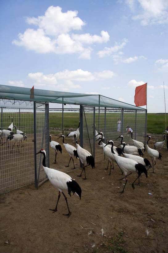 竖图,彩色,室外,特写,白天,旅游,度假,草地,草坪,湖,湖泊,名胜古迹,山,植物,标志建筑,地标,建筑,丹顶鹤,中国,亚洲,遗迹,民俗,鹤,图片,古迹,文物,娱乐,建设,古建筑,草,绿色,自然,动物,享受,休闲,旅游胜地,景色,放松,竖,摄影,矗立,美好,自然风光,耸立,濒危动物,古文明,东亚,黑龙江,中华人民共和国,挺立,齐齐哈尔,保护区,旅行,扎龙自然保护区,草甸,bj174