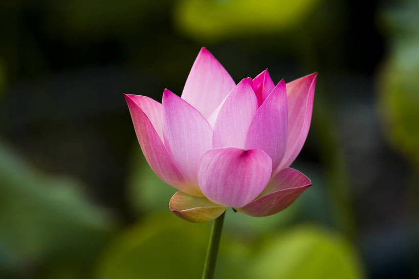 横图,彩色,室外,特写,白天,植物,中国,亚洲,观赏,荷叶,美丽,花,花朵,花卉,自然,摄影,美好,东亚,中华人民共和国,荷花,bj174