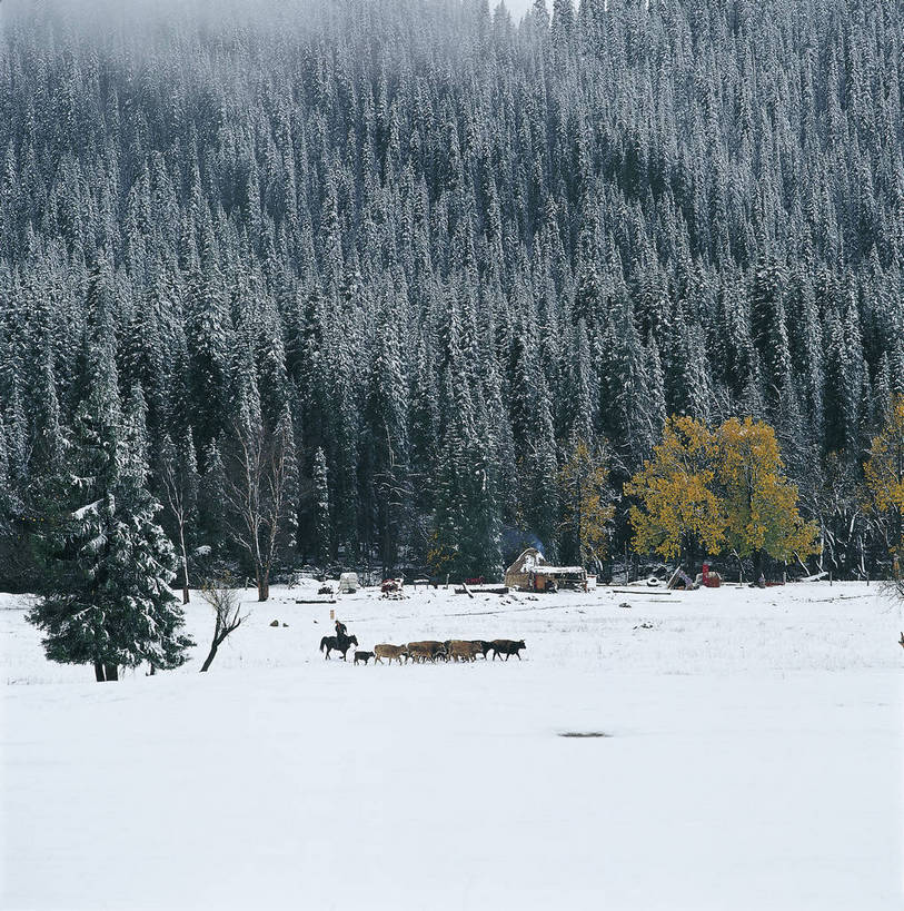 竖图,彩色,室外,白天,旅游,度假,名胜古迹,树林,雪,标志建筑,地标,建筑,中国,亚洲,放牧,遗迹,民俗,景观,冬天,古迹,文物,娱乐,建设,古建筑,自然,享受,休闲,旅游胜地,放松,竖,摄影,人文景观,矗立,耸立,古文明,东亚,地貌,游牧,新疆,中华人民共和国,挺立,苍凉,旅行,地质,bj174