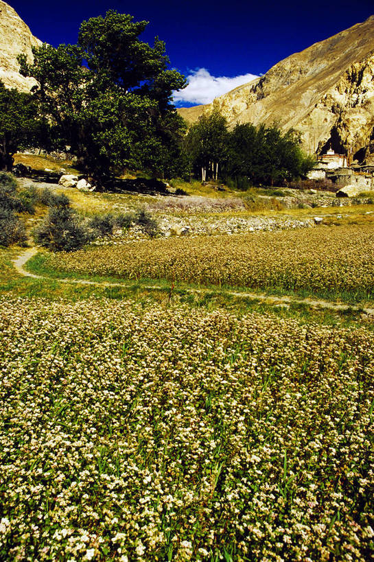 竖图,彩色,室外,白天,旅游,丘陵,田园,中国,亚洲,景观,山峦,西藏,民居,树木,白云,蓝天,自然,村庄,竖,摄影,人文景观,矗立,近景,耸立,荒山,东亚,中华人民共和国,挺立,阿里,旅行,地质,bj174