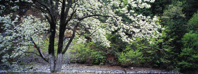 横图,美景,树林,中国,亚洲,景观,自然,景色,自然风光,东亚,四川,中华人民共和国,米亚罗,bj174