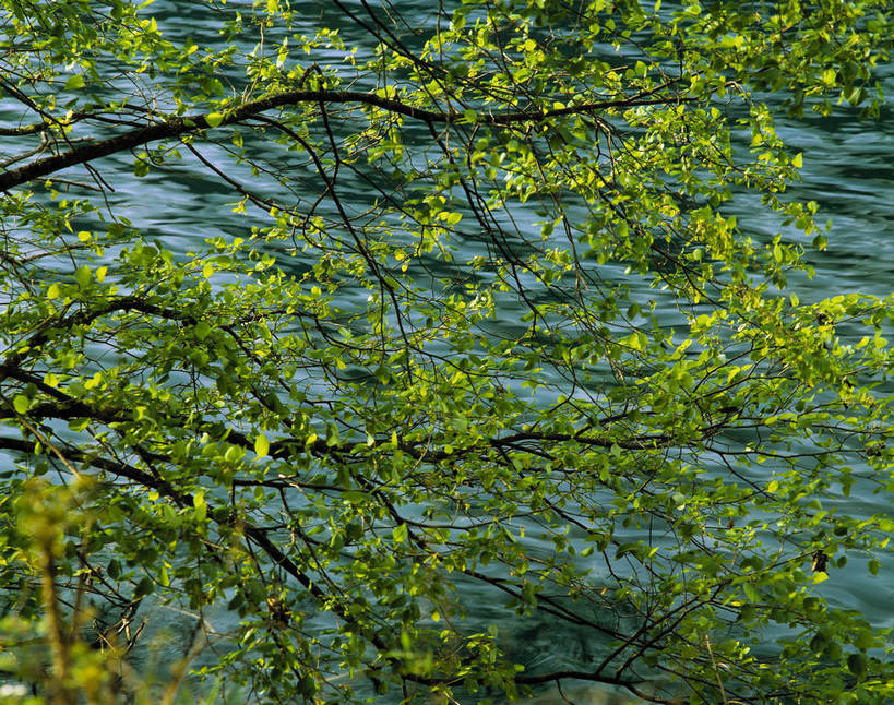 横图,湖泊,河流,树林,九寨沟,中国,亚洲,清澈,绿色的,绿色,摄影,东亚,四川,中华人民共和国,彩图,bj174