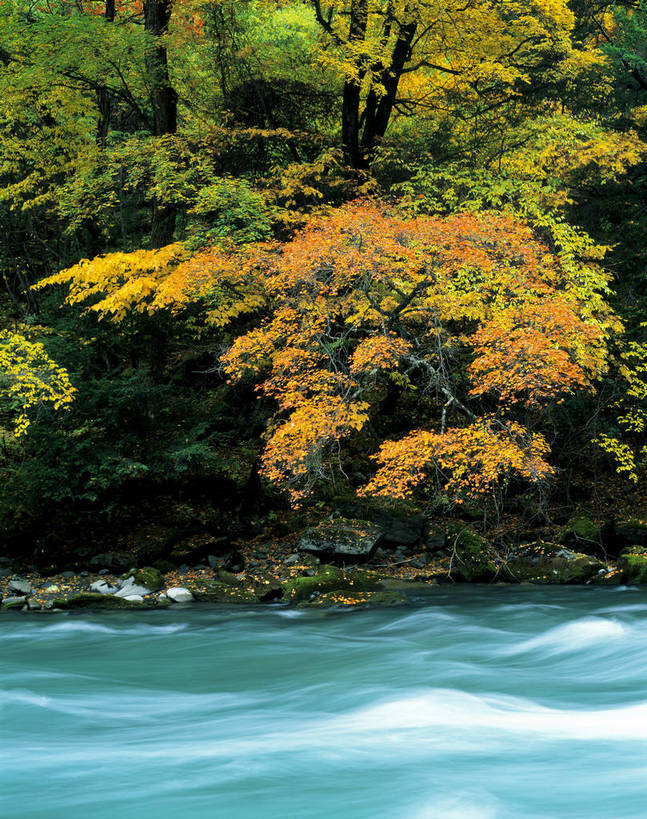 竖图,室外,白天,河流,美景,森林,树林,中国,亚洲,景观,自然,金色,景色,竖,摄影,山林,矗立,自然风光,耸立,东亚,四川,中华人民共和国,米亚罗,挺立,秋天,彩图,bj174