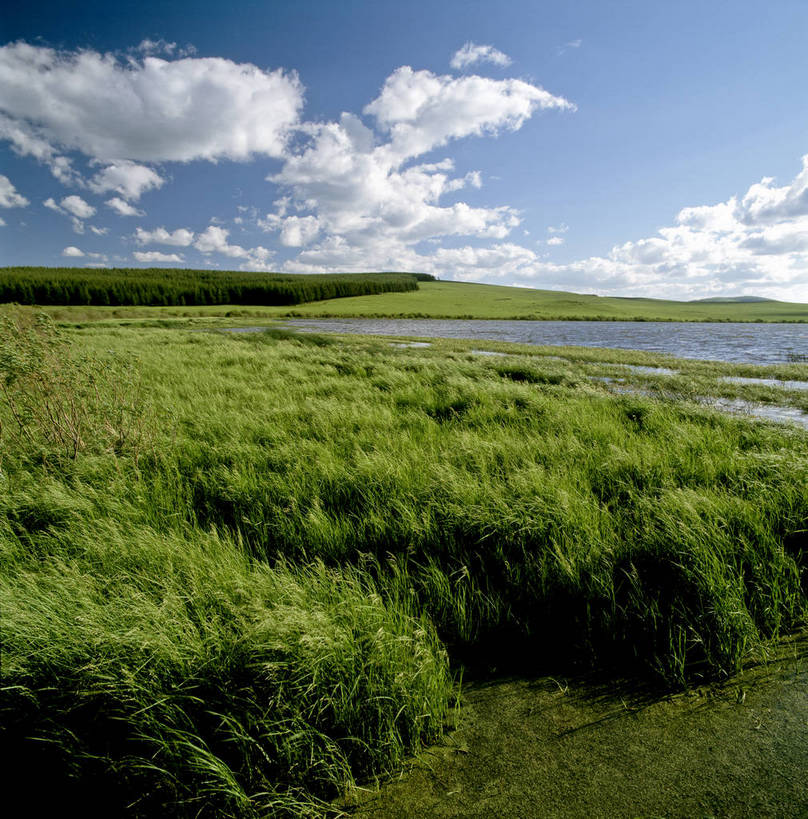 竖图,草地,美景,中国,亚洲,景观,西藏,白云,蓝天,自然,景色,竖,摄影,矗立,自然风光,耸立,东亚,中华人民共和国,挺立,彩图,青稞,bj174