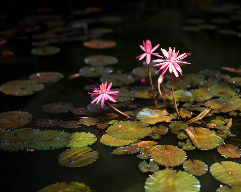横图,美景,中国,亚洲,池塘,景观,荷叶,三个,自然,景色,摄影,三支,自然风光,东亚,中华人民共和国,荷花,彩图,bj174