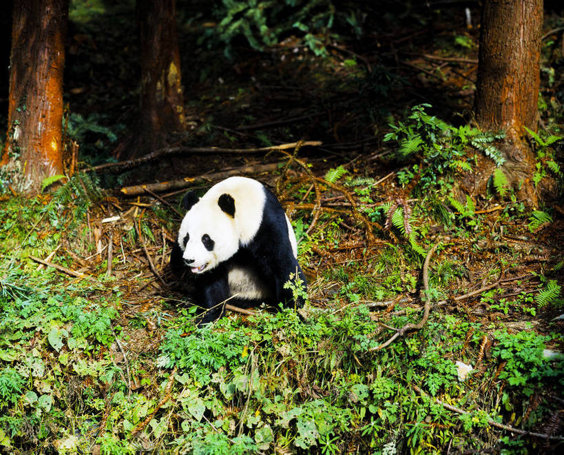 横图,森林,树林,中国,亚洲,一个,一只,摄影,大熊猫,东亚,中华人民共和国,彩图,卧龙,bj174