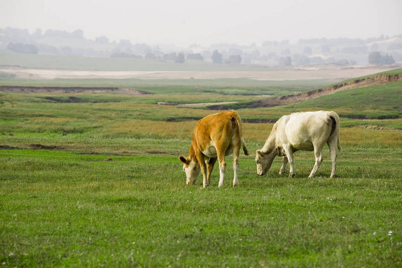 公园,横图,彩色,室外,白天,草地,草原,牛,坝上,中国,亚洲,放牧,景观,绿色,风景,天空,自然,蒙,摄影,自然风光,牧牛,东亚,游牧,内蒙古,中华人民共和国,华北地区,内蒙古自治区,赤峰,赤峰市,克旗,克什克腾旗,乌兰布通,乌兰布统,乌兰布统乡,克什克腾大草原,克什克腾世界地质公园,内蒙古克什克腾世界地质公园,乌兰布统草原,红山军马场,bj174