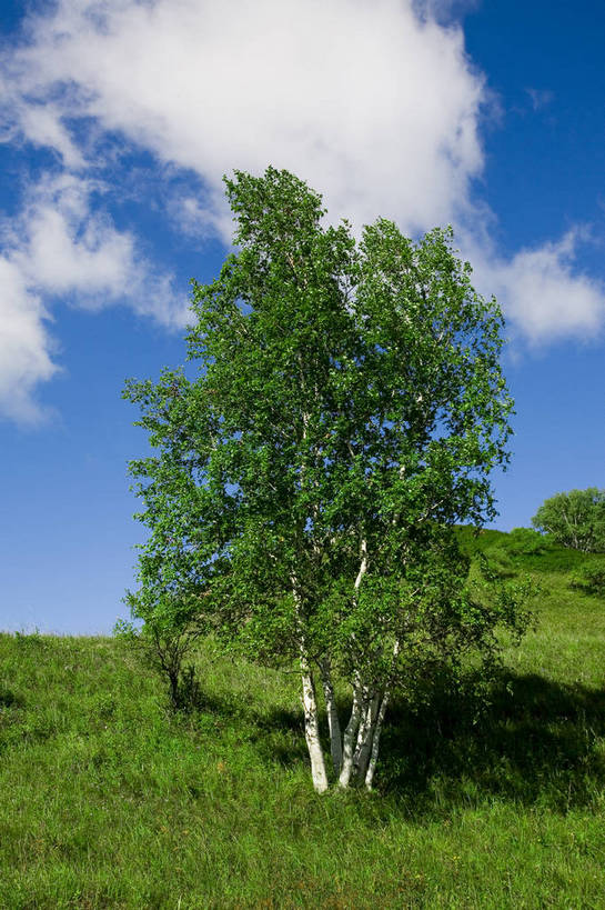 公园,竖图,彩色,室外,白天,草地,草原,坝上,中国,亚洲,景观,草,树,绿色,风景,蓝天,天空,自然,一棵树,蒙,摄影,自然风光,东亚,内蒙古,中华人民共和国,华北地区,内蒙古自治区,赤峰,赤峰市,克旗,克什克腾旗,乌兰布通,乌兰布统,乌兰布统乡,克什克腾大草原,克什克腾世界地质公园,内蒙古克什克腾世界地质公园,乌兰布统草原,红山军马场,bj174