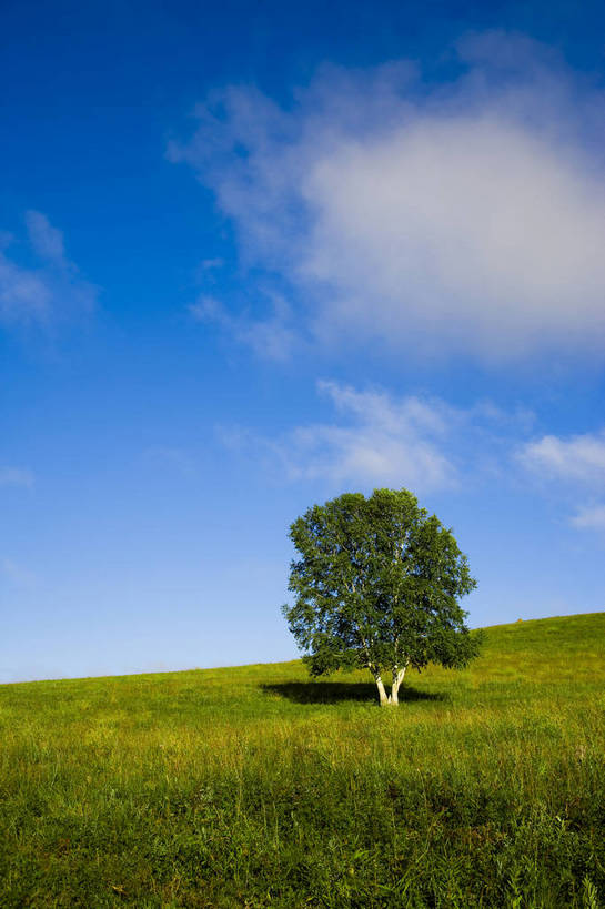 公园,竖图,彩色,室外,白天,草地,草原,坝上,中国,亚洲,树,白云,蓝天,一棵树,蒙,摄影,东亚,内蒙古,中华人民共和国,华北地区,内蒙古自治区,赤峰,赤峰市,克旗,克什克腾旗,乌兰布通,乌兰布统,乌兰布统乡,克什克腾大草原,克什克腾世界地质公园,内蒙古克什克腾世界地质公园,乌兰布统草原,红山军马场,bj174