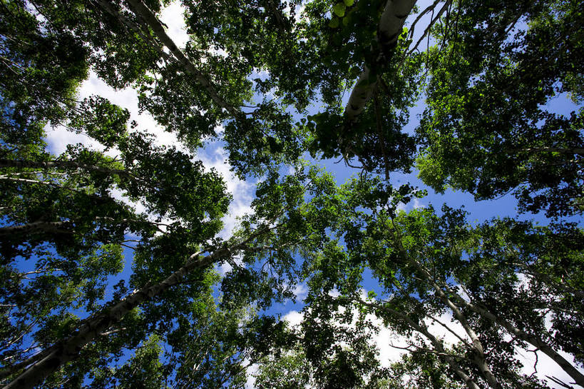 公园,横图,彩色,室外,白天,仰视,树林,坝上,中国,亚洲,树木,蒙,摄影,东亚,内蒙古,中华人民共和国,华北地区,内蒙古自治区,赤峰,赤峰市,克旗,克什克腾旗,乌兰布通,乌兰布统,乌兰布统乡,克什克腾大草原,克什克腾世界地质公园,内蒙古克什克腾世界地质公园,乌兰布统草原,bj174