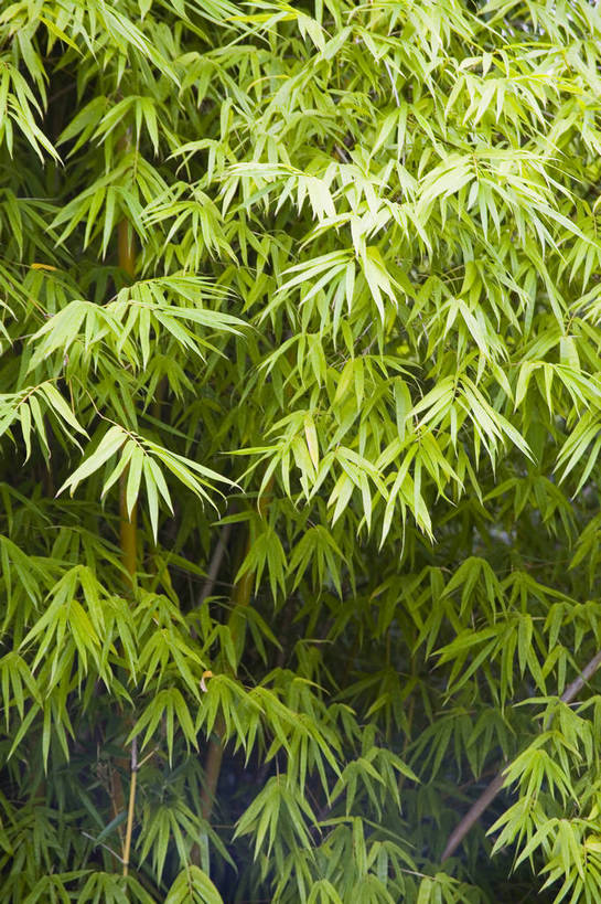 无人,竖图,彩色,室外,白天,旅游,度假,名胜古迹,标志建筑,地标,建筑,中国,亚洲,遗迹,竹林,古迹,文物,娱乐,建设,古建筑,享受,休闲,旅游胜地,放松,竖,摄影,四川省,古文明,东亚,成都,中华人民共和国,杜甫草堂,旅行,bj174