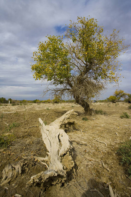 无人,竖图,彩色,室外,白天,旅游,度假,名胜古迹,沙漠,标志建筑,地标,建筑,中国,亚洲,遗迹,枯树,古迹,文物,娱乐,建设,古建筑,树木,自然,享受,休闲,旅游胜地,放松,竖,摄影,自然风光,杉树,古文明,东亚,新疆,胡杨树,胡杨,克拉玛依,中华人民共和国,旅行,bj174