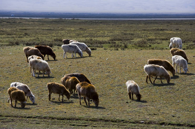 无人,横图,彩色,室外,白天,草原,美景,田园,羊,中国,亚洲,放牧,民俗,景观,羊群,自然,景色,摄影,自然风光,东亚,游牧,新疆,中华人民共和国,阿勒泰,bj174