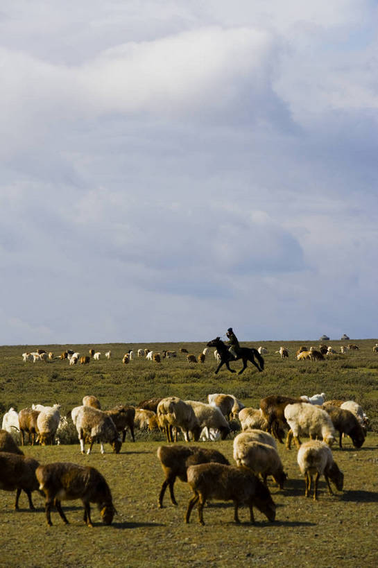 竖图,彩色,室外,白天,草原,美景,田园,羊,中国,亚洲,放牧,民俗,景观,羊群,自然,景色,竖,摄影,自然风光,东亚,游牧,新疆,中华人民共和国,阿勒泰,bj174