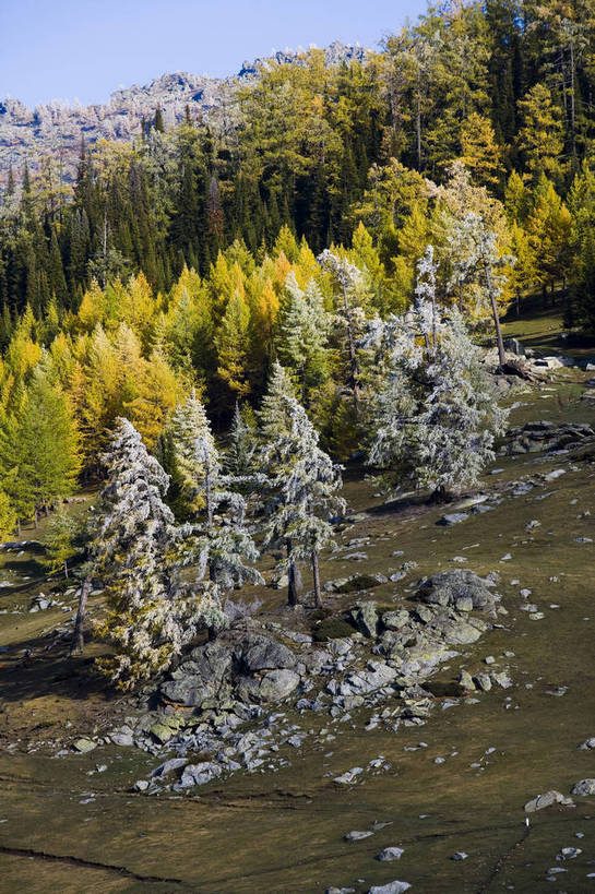 无人,竖图,彩色,室外,白天,旅游,度假,草原,名胜古迹,树林,标志建筑,地标,建筑,中国,亚洲,遗迹,古迹,文物,娱乐,建设,古建筑,树,自然,享受,休闲,旅游胜地,放松,竖,摄影,自然风光,杉树,古文明,东亚,新疆,中华人民共和国,阿勒泰,旅行,禾木,bj174