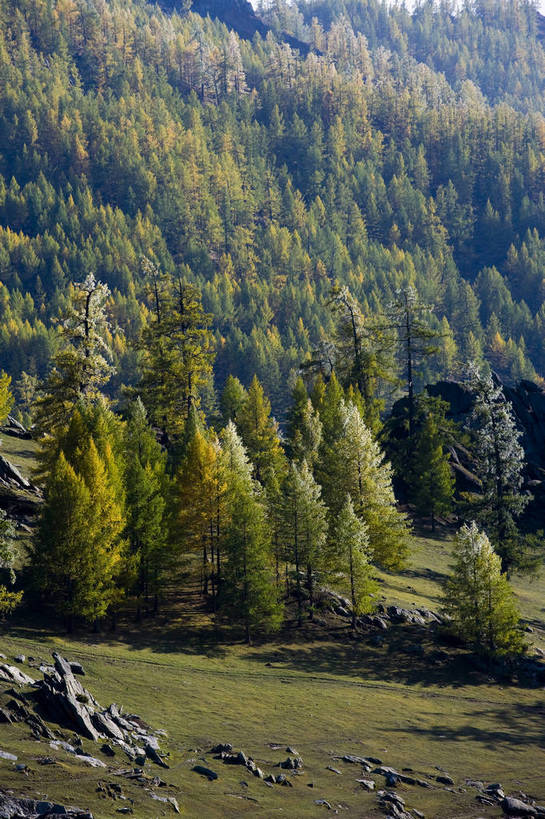无人,竖图,彩色,室外,白天,旅游,度假,草原,名胜古迹,树林,标志建筑,地标,建筑,中国,亚洲,遗迹,古迹,文物,娱乐,建设,古建筑,树,自然,享受,休闲,旅游胜地,放松,竖,摄影,自然风光,杉树,古文明,东亚,新疆,中华人民共和国,阿勒泰,旅行,禾木,bj174