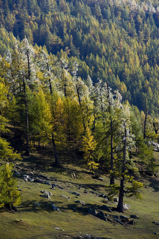 无人,竖图,彩色,室外,白天,旅游,度假,草原,名胜古迹,树林,标志建筑,地标,建筑,中国,亚洲,遗迹,古迹,文物,娱乐,建设,古建筑,树,自然,享受,休闲,旅游胜地,放松,竖,摄影,自然风光,杉树,古文明,东亚,新疆,中华人民共和国,阿勒泰,旅行,禾木,bj174