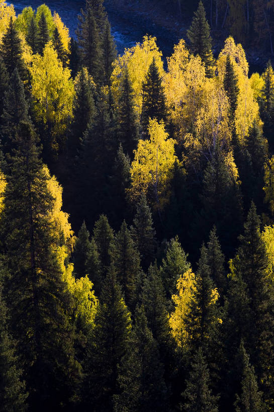 无人,竖图,彩色,室外,特写,白天,旅游,度假,草原,名胜古迹,树林,标志建筑,地标,建筑,中国,亚洲,遗迹,古迹,文物,娱乐,建设,古建筑,树,自然,享受,休闲,旅游胜地,放松,竖,摄影,自然风光,杉树,古文明,东亚,新疆,中华人民共和国,阿勒泰,旅行,禾木,bj174