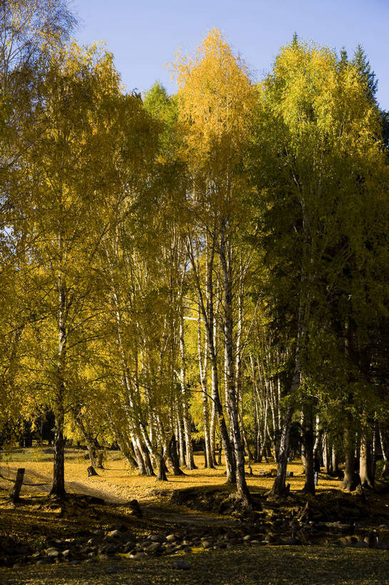 无人,竖图,彩色,室外,特写,白天,旅游,度假,名胜古迹,树林,标志建筑,地标,建筑,中国,亚洲,遗迹,古迹,文物,娱乐,建设,古建筑,树,自然,享受,休闲,旅游胜地,放松,竖,摄影,自然风光,杉树,古文明,东亚,新疆,中华人民共和国,阿勒泰,旅行,禾木,bj174