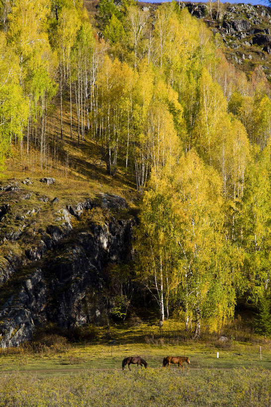 无人,竖图,彩色,室外,白天,旅游,度假,草原,名胜古迹,树林,标志建筑,地标,建筑,马,中国,亚洲,遗迹,古迹,文物,娱乐,建设,古建筑,树,自然,享受,休闲,旅游胜地,放松,竖,摄影,自然风光,杉树,古文明,东亚,新疆,中华人民共和国,阿勒泰,牧马,旅行,禾木,bj174