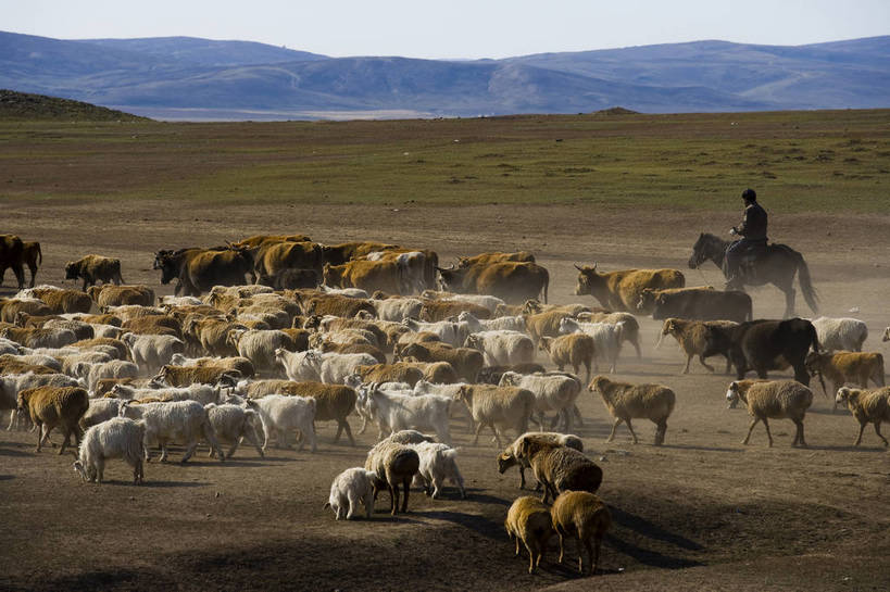 横图,彩色,室外,白天,草原,美景,田园,牛,羊,中国,亚洲,放牧,民俗,景观,牛群,羊群,自然,景色,摄影,自然风光,东亚,游牧,新疆,中华人民共和国,阿勒泰,bj174
