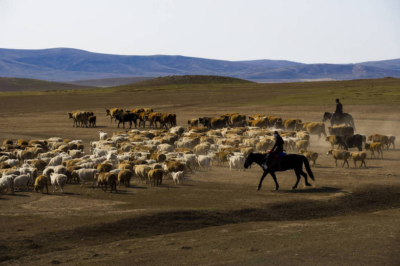 横图,彩色,室外,白天,草原,美景,田园,牛,羊,中国,亚洲,放牧,民俗,景观,牛群,羊群,自然,景色,摄影,自然风光,东亚,游牧,新疆,中华人民共和国,阿勒泰,bj174
