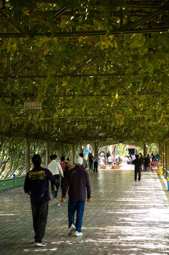 竖图,彩色,室外,白天,农业,农作物,葡萄,中国,亚洲,葡萄园,竖,摄影,参观,东亚,种植园,吐鲁番,新疆,中华人民共和国,bj174