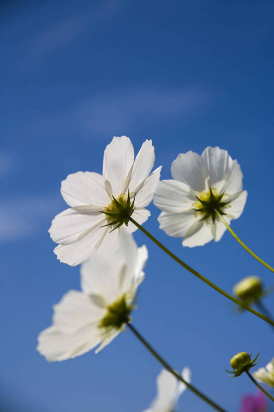 无人,竖图,彩色,室外,特写,白天,旅游,植物,中国,亚洲,野花,美丽,花,自然,竖,摄影,东亚,宁夏,银川,中华人民共和国,西北地区,宁夏回族自治区,宁,石嘴山,石嘴山市,自然景观,旅行,沙湖,沙湖生态旅游区,平罗,平罗县,bj174