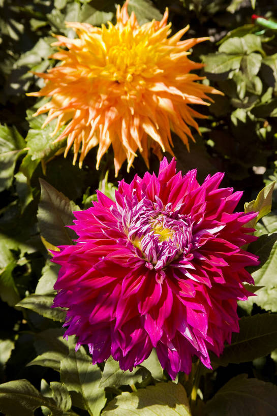 无人,竖图,彩色,室外,特写,白天,植物,北京,中国,亚洲,鲜艳,花朵,花卉,自然,菊花,竖,摄影,菊,东亚,中华人民共和国,中山公园,bj174