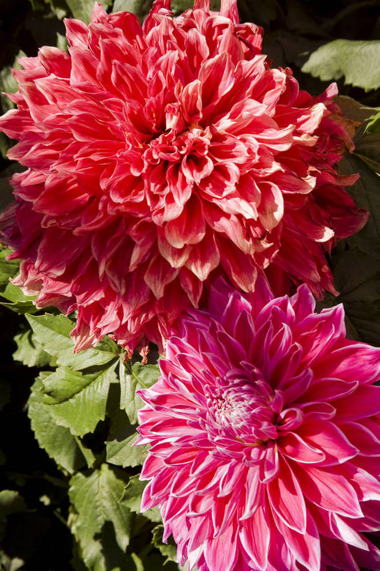 无人,竖图,彩色,室外,特写,白天,植物,北京,中国,亚洲,鲜艳,花朵,花卉,自然,菊花,竖,摄影,菊,东亚,中华人民共和国,中山公园,bj174