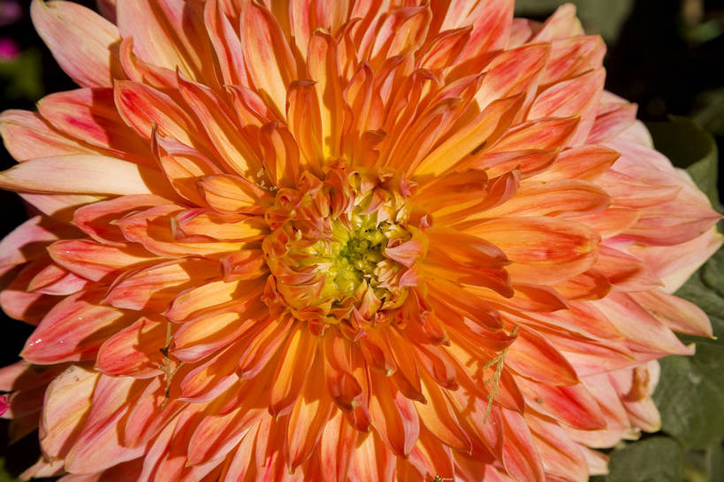 无人,横图,彩色,室外,特写,白天,植物,北京,中国,亚洲,鲜艳,花朵,花卉,自然,菊花,摄影,菊,东亚,中华人民共和国,中山公园,bj174