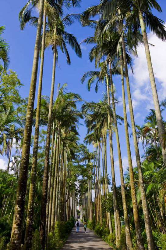 家,花园,竖图,彩色,室外,白天,旅游,度假,草坪,名胜古迹,树林,标志建筑,地标,建筑,台湾,中国,亚洲,遗迹,房屋,屋子,古迹,文物,娱乐,建设,古建筑,楼房,住宅,白云,蓝天,自然,享受,休闲,旅游胜地,放松,竖,摄影,蒋介石,故居,古文明,东亚,中华人民共和国,台北市,政治家,外交家,旅行,房子,士林官邸,蒋宋美龄,宋美龄,bj174