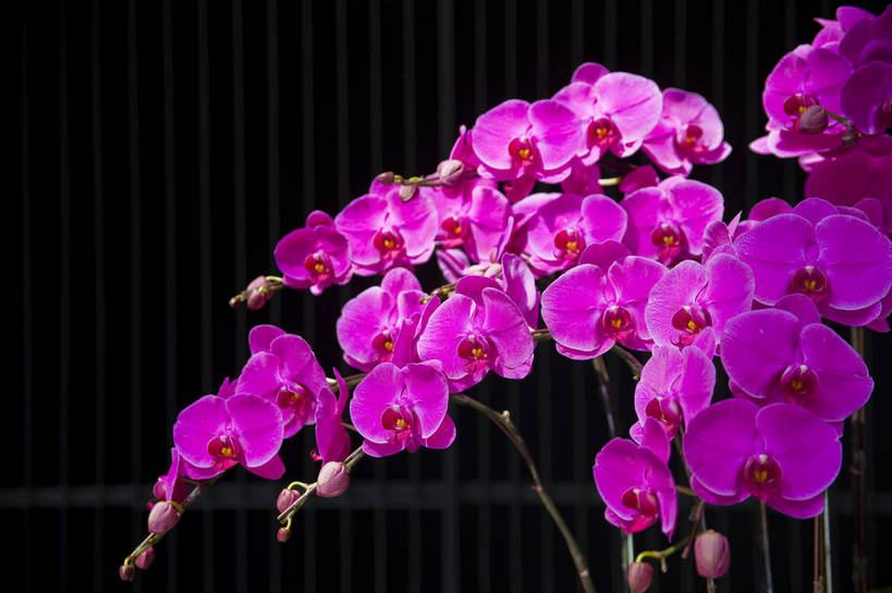 无人,横图,彩色,室内,特写,白天,植物,台湾,中国,亚洲,鲜艳,花朵,花卉,自然,摄影,展览,东亚,中华人民共和国,兰花,bj174