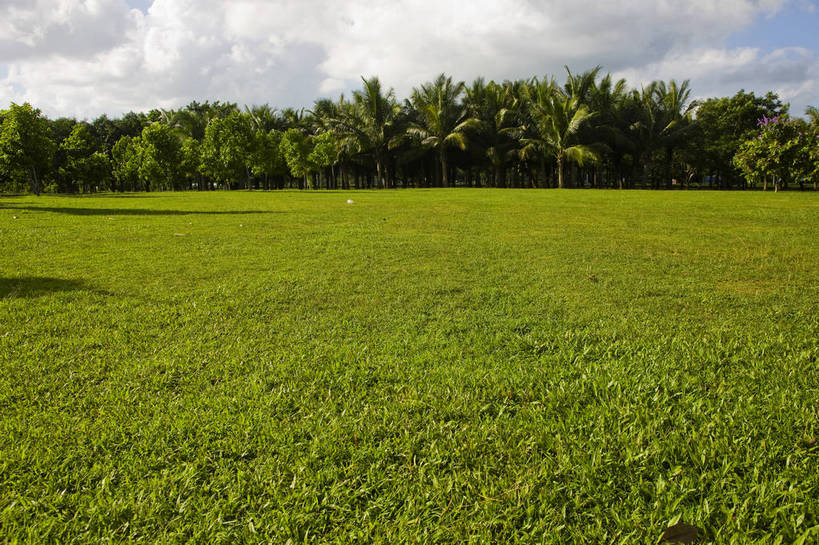 无人,广场,横图,彩色,室外,白天,旅游,草坪,树林,植物,椰树,叶子,中国,亚洲,景观,绿叶,树,树木,海南,绿色,天空,自然,绿地,休闲,嫩叶,旅游胜地,摄影,海南省,生长,成长,东亚,中华人民共和国,华南地区,省会,海口,海口市,琼,叶,叶片,棕榈,椰子树,旅行,龙华区,万绿园,bj174
