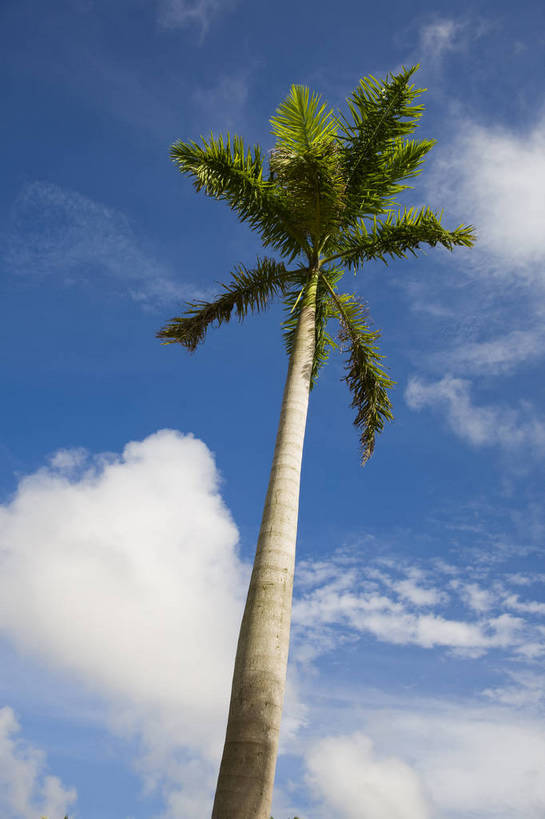 无人,竖图,彩色,室外,特写,白天,仰视,旅游,椰树,中国,亚洲,景观,海南,天空,一棵树,旅游胜地,竖,摄影,海南省,东亚,中华人民共和国,华南地区,琼,旅行,博鳌,博鳌镇,琼东,琼海,琼海市,亚洲论坛国际会议中心,bj174