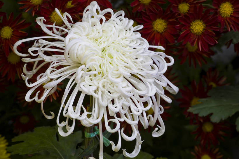 无人,横图,彩色,室外,特写,白天,植物,美丽,花,花朵,花卉,自然,菊花,摄影,bj174