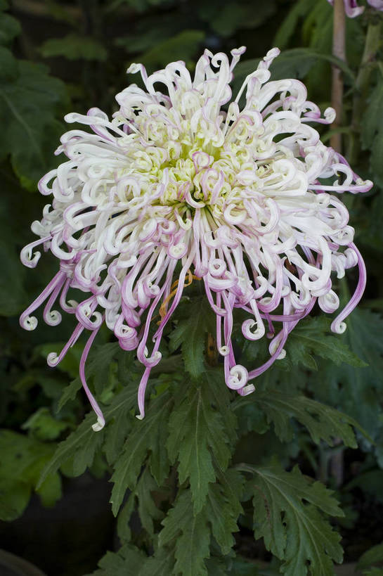 无人,竖图,彩色,室外,特写,白天,植物,美丽,花,花朵,花卉,自然,菊花,竖,摄影,bj174