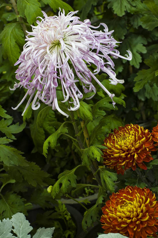 无人,竖图,彩色,室外,特写,白天,植物,美丽,花,花朵,花卉,自然,菊花,竖,摄影,bj174