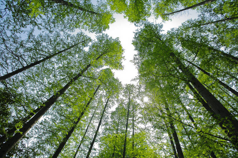 横图,彩色,室外,特写,白天,仰视,旅游,草地,树林,中国,图片,浙江,树木,天空,旅游胜地,摄影,杭州,东亚,旅行,bj174