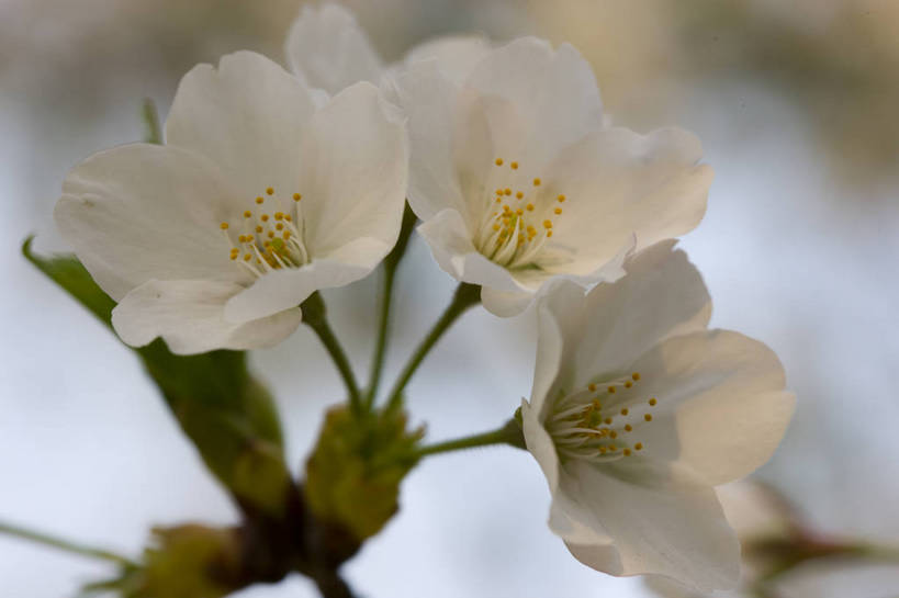 横图,彩色,室外,特写,白天,樱花,北京,中国,局部,图片,花,花朵,花卉,自然,摄影,东亚,bj174