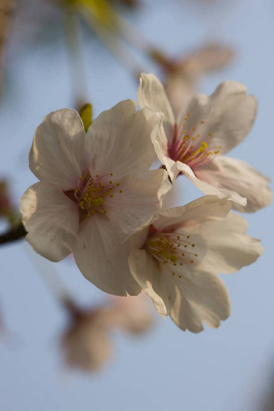 竖图,彩色,室外,特写,白天,樱花,北京,中国,局部,图片,花,花朵,花卉,自然,竖,摄影,东亚,bj174