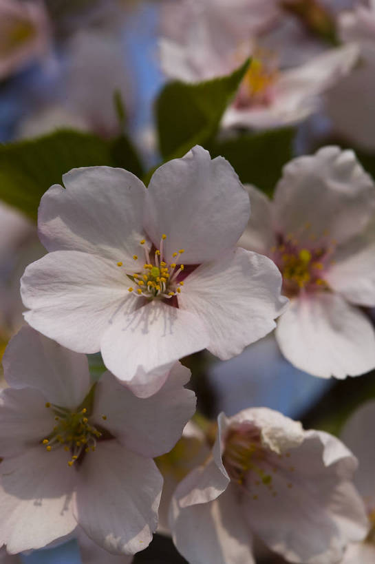 竖图,彩色,室外,特写,白天,樱花,北京,中国,局部,图片,花,花朵,花卉,自然,竖,摄影,东亚,bj174