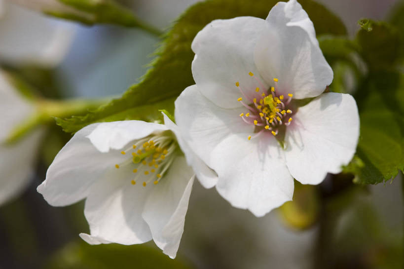 横图,彩色,室外,特写,白天,樱花,北京,中国,局部,图片,花,花朵,花卉,自然,摄影,东亚,bj174