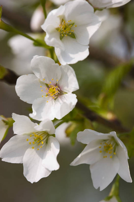 竖图,彩色,室外,特写,白天,樱花,北京,中国,局部,图片,花,花朵,花卉,自然,竖,摄影,东亚,bj174