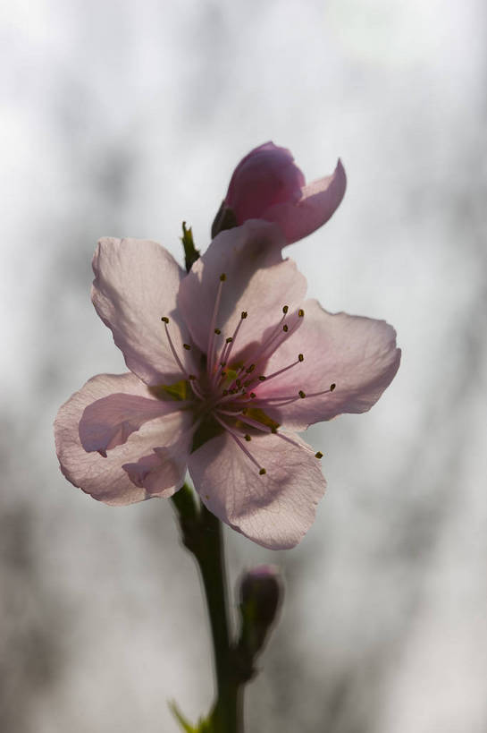 竖图,彩色,室外,特写,白天,樱花,北京,中国,局部,图片,花,花朵,花卉,自然,竖,摄影,东亚,bj174